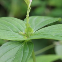 Spigelia anthelmia L.